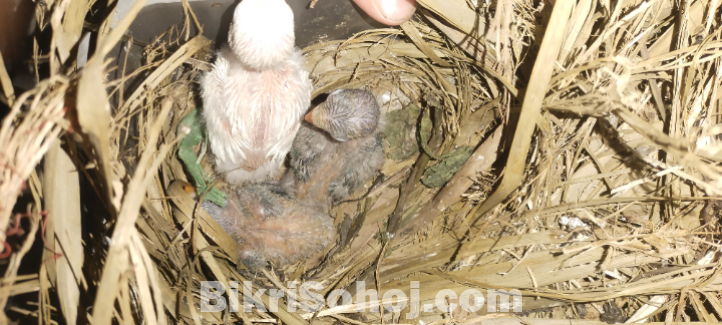 Green fisher speed love bird baby for sell